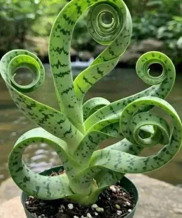 Live Snake Plant Spiral Bonsai in a plastic pot, vibrant green foliage, perfect for indoor decoration