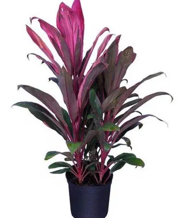 Live Dracaena Red Dragon plant (Dracaena Mysore Ruby) in black plastic pot, 2 ft tall with black and red foliage, perfect for indoor and outdoor décor.