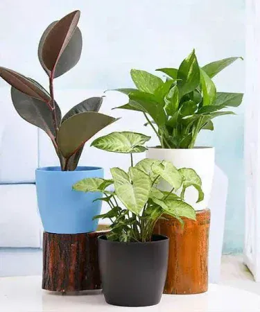 Set of 3 imported indoor air purifier plants – Ruber, Money Plant, and Syngonium in stylish black, green, and white pots for home décor and clean air.