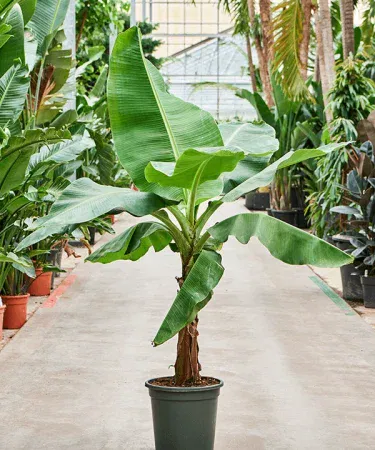 Live banana plant in a decorative pot with rich soil, large healthy Cavendish variety ready for outdoor planting.