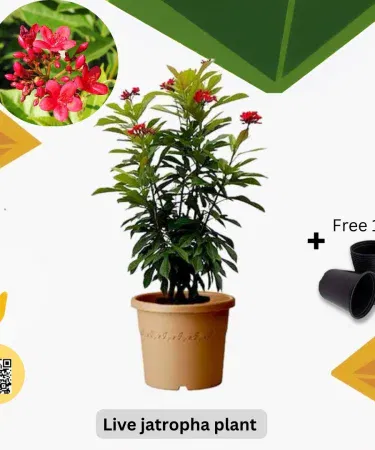 [Live Jatropha flowering plant with pot for indoor and outdoor use in Pakistan]
