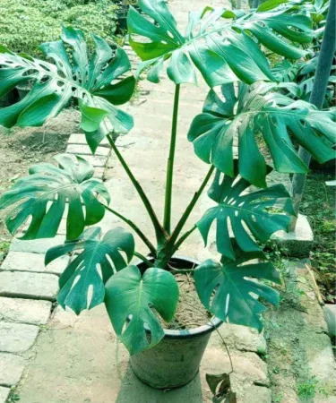 Original Monstera plant in black plastic pot, 1.5 ft tall with vibrant green cut leaves, imagecaption=Original Monstera plant (big size) with sleek black pot – perfect indoor décor for home or office.