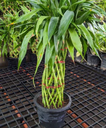 Thailand imported lucky bamboo palm bonsai plant in a stylish plastic pot, perfect for indoor decor, imagecaption=Premium indoor Lucky Bamboo Palm Bonsai Plant – Feel like rich, delivered by Khareedo & Kharedo.