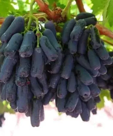 Live Moon Drop Grapes Plant with Pot – Black Finger Grapes Plant by Plant Parlour, imagecaption=Live Moon Drop Grapes Plant in decorative pot, perfect for home gardens.