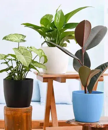 Set of 3 imported indoor air purifier plants – Ruber, Money Plant, and Syngonium in stylish black, green, and white pots for home décor and clean air.
