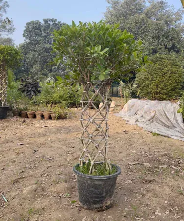 Live Semi Ficus Grill Bonsai plant in black plastic pot, 2.5‑3 ft tall, perfect for outdoor and indoor décor, imagecaption=Large semi ficus grill bonsai plant – ideal for home, office, and garden decoration.