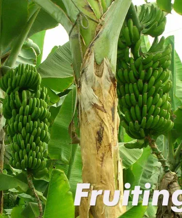 Live banana plant in a decorative pot with rich soil, large healthy Cavendish variety ready for outdoor planting.