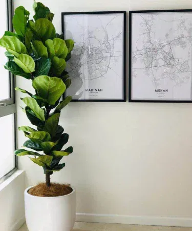 Large healthy fiddle leaf fig (Ficus lyrata) indoor plant in a black pot, 3‑4 ft tall, perfect for indoor décor