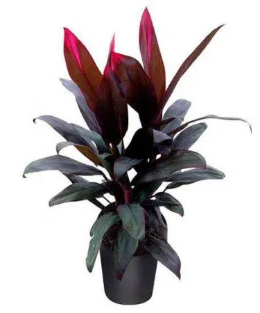 Live Dracaena Red Dragon plant (Dracaena Mysore Ruby) in black plastic pot, 2 ft tall with black and red foliage, perfect for indoor and outdoor décor.