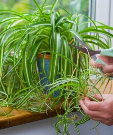 Livespider plant with plastic pot, big size, vibrant green indoor decoration plant for home and office
