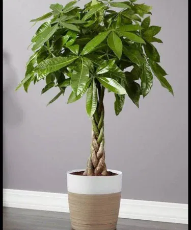 Pachria Aquata Money Tree live plant in decorative plastic pot, imagecaption=Pachria Aquata – Money Tree, an imported indoor decoration plant perfect for home and office décor,