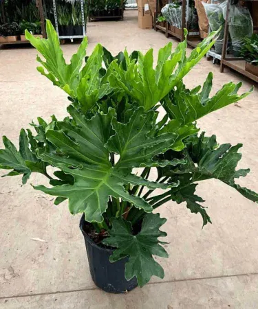 Live Philodendron Selloum plant in black plastic pot with soil – perfect indoor decorative plant