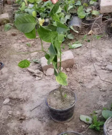 Live Passion Fruit Vine Plant 3‑4 ft in pot – fast growing tropical fruit climber, healthy leaves and buds