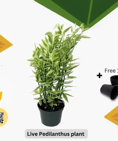 Real Pedilanthus plant with pot included for indoor outdoor home decor in Pakistan