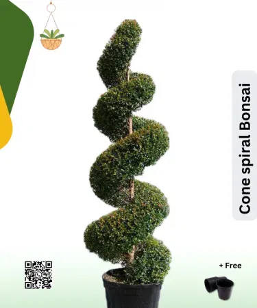 Cone Spiral Bonsai – real eco‑friendly bonsai plant ready for garden or indoor décor, imagecaption=Cone Spiral Bonsai (real, not seeds) – perfect for adding a natural touch to any space.