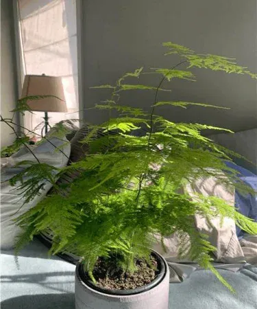100% original imported Asparagus Fern live plant in a decorative plastic or clay pot, vibrant green foliage perfect for indoor home and office décor, imagecaption=Asparagus Fern live plant with pot – ideal indoor decoration for homes and offices,