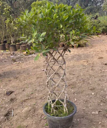 Live Semi Ficus Grill Bonsai plant in black plastic pot, 2.5‑3 ft tall, perfect for outdoor and indoor décor, imagecaption=Large semi ficus grill bonsai plant – ideal for home, office, and garden decoration.
