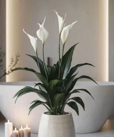 Live Thailand imported Peace Lily plant in white/green foliage with decorative 6×7 in pot, approx 1 ft tall, ideal for indoor decoration