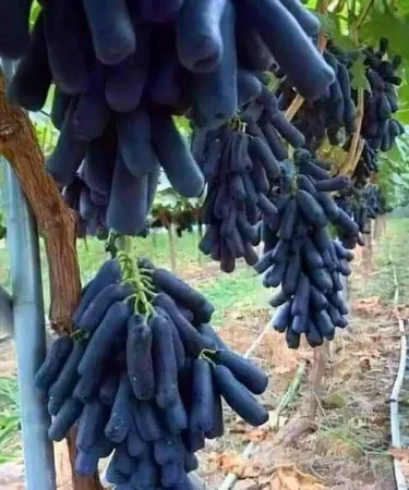Live Moon Drop Grapes Plant with Pot – Black Finger Grapes Plant by Plant Parlour, imagecaption=Live Moon Drop Grapes Plant in decorative pot, perfect for home gardens.