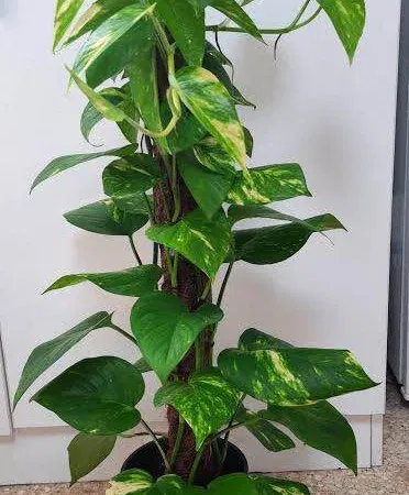 Live large size big leaf money plant (pothos) in a plastic pot – vibrant green indoor decorative plant
