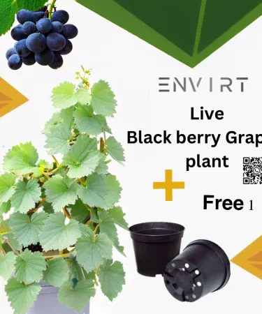 Real black berry grape plant in pot – healthy bushy vines for garden and balcony