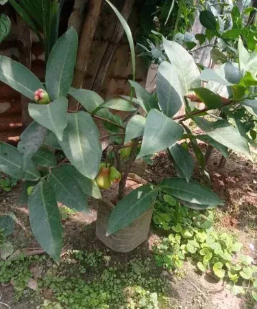 Live Rose Apple Fruit Plant (Syzygium jambos) 3-5 ft tall in a pot, showing glossy leaves and small rose‑scented fruits, imagecaption=Healthy live Rose Apple plant ready for delivery – perfect for home gardens across Pakistan