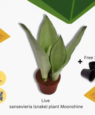Real Sansevieria Moonshine snake plant in decorative pot, imagecaption=Sansevieria Moonshine (snake plant) with pot – perfect indoor air purifier.