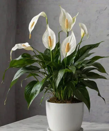 Live Thailand imported Peace Lily plant in white/green foliage with decorative 6×7 in pot, approx 1 ft tall, ideal for indoor decoration
