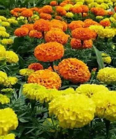 Merry Gold Flower Plant in a plastic pot – vibrant yellow blooms, 10 inches tall, perfect for garden or balcony décor