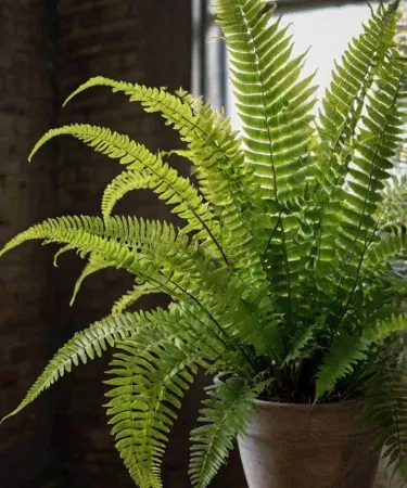 Live Boston Fern plant with 6x7 inch pot green white foliage home garden Pakistan