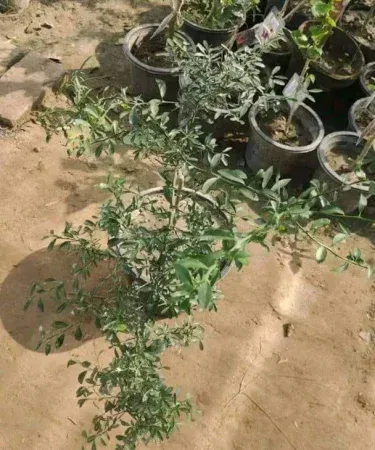 Budda Hand Lime live plant in a decorative pot with finger‑shaped citrus fruits, imagecaption=Rare Buddha’s Hand Lime plant – exotic fragrant citrus tree delivered by Khareedo/Kharedo.