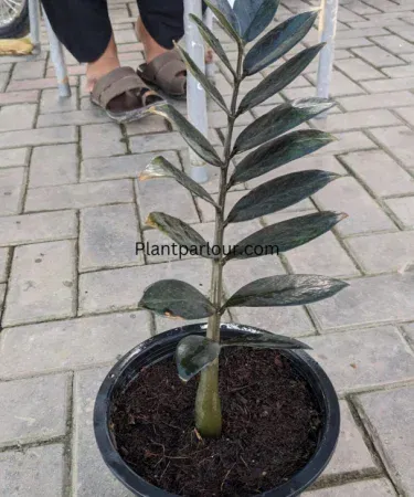 Thailand imported Black ZZ plant in black plastic pot, 1‑2 ft indoor decorative plant