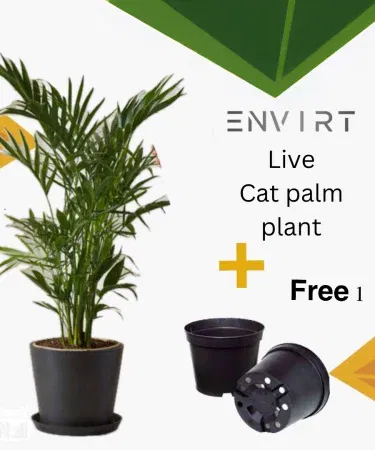 Real healthy cat palm plant in pot with vibrant bushy leaves, packaged securely for delivery