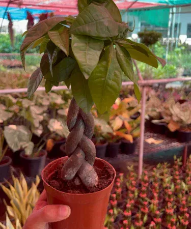 Pachria Aquata Money Tree live plant in decorative plastic pot, imagecaption=Pachria Aquata – Money Tree, an imported indoor decoration plant perfect for home and office décor,