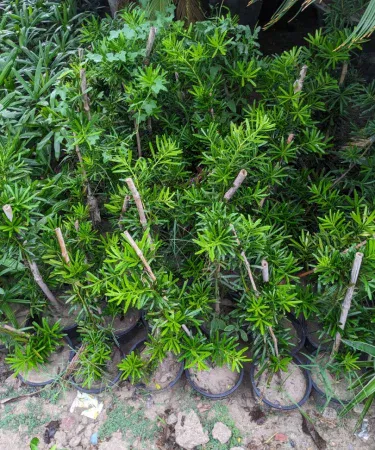 Live Podocarpus Macrophyllus plant in black plastic pot, 1‑3 ft tall, ideal for indoor and outdoor decoration
