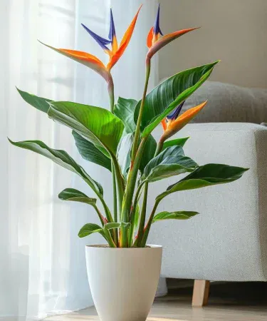 Live Bird of Paradise plant in a decorative 6×7 in pot, monster size, vibrant green foliage, perfect indoor décor