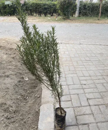 Live fully grown rosemary plant in poly‑bag pot with soil, ready for balcony or garden placement, showing needle‑like fragrant leaves.