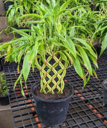 Thailand imported lucky bamboo palm bonsai plant in a stylish plastic pot, perfect for indoor decor, imagecaption=Premium indoor Lucky Bamboo Palm Bonsai Plant – Feel like rich, delivered by Khareedo & Kharedo.