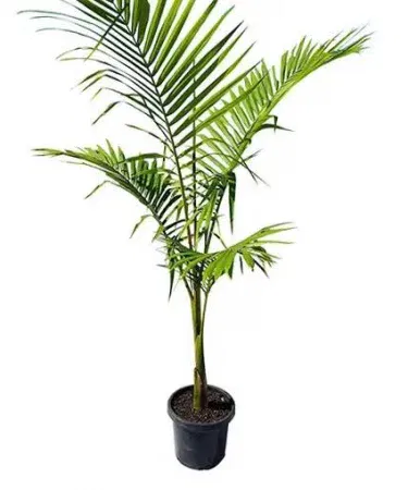 Live Alexandra Palm plant with black plastic pot, vibrant green leaves, 2‑4 ft tall, ideal for home, office, and garden décor in Pakistan