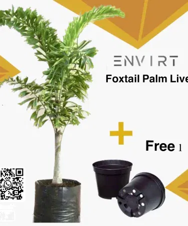 Large foxtail palm plant with plastic pot 4-5ft tall outdoor garden tree sold in Pakistan