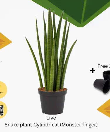 Sansevieria Monster Finger cylindrical snake plant in decorative pot, imagecaption=Sansevieria Monster Finger – Real cylindrical snake plant with pot, available at Khareedo & Kharedo.