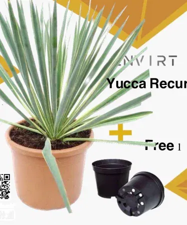 Yucca Recurva plant in a plastic pot with green foliage, suitable for indoor décor