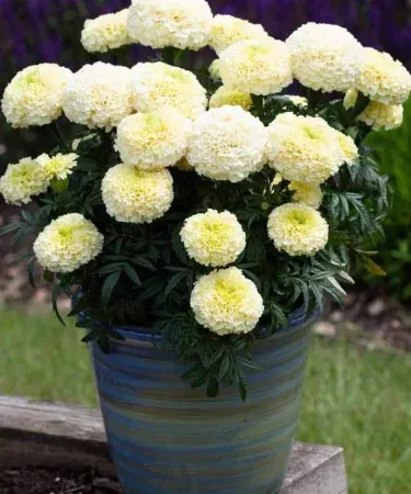 Merry Gold Flower Plant in a plastic pot – vibrant yellow blooms, 10 inches tall, perfect for garden or balcony décor