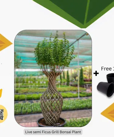 Semi Ficus Grill Bonsai with Pot 4.5 ft in Envirt pot, real outdoor bonsai plant for garden