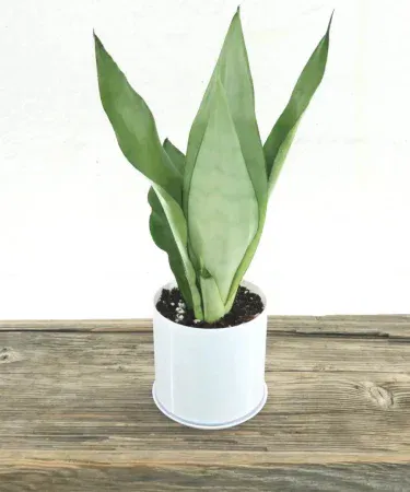 Silver snake plant in a 6x7 inch pot – indoor decorative plant, imagecaption=Silver snake plant with pot – perfect for home and office décor,
