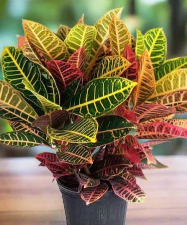 Live Codiaeum Variegatum (Croton) plant in black plastic pot, multi‑colored leaves, approx. 2 ft tall , imagecaption=Live Codiaeum Variegatum (Croton) plant – perfect for indoor and outdoor decoration ,