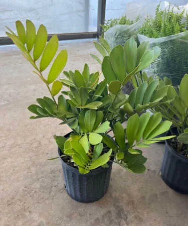 Live Zamia Palm plant in pot – real green indoor/outdoor plant, 2 ft tall, natural foliage, imagecaption=Live Zamia Palm plant with pot – perfect for home, office, or garden décor
