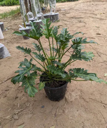Live Philodendron Selloum plant in black plastic pot with soil – perfect indoor decorative plant