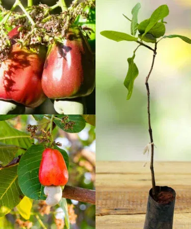 Cashew nut plant in a decorative pot, 2‑4 ft tall, ideal for outdoor garden , imagecaption=Cashew Nut Plant (Kaju) with pot – perfect for home and garden ,