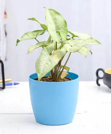 Live Syngonium silver plant in white‑green foliage with decorative pot, imagecaption=Live Syngonium silver plant – perfect indoor décor,